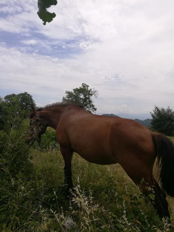 Hotel Camp Oaza,Lipa Cetinje Exteriér fotografie